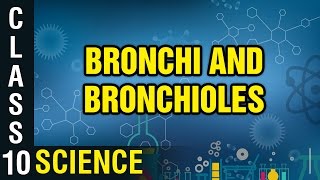 Bronchi and Bronchioles  Respiration  Class 10 Biology  Science  Digital Teacher [upl. by Ylaek819]