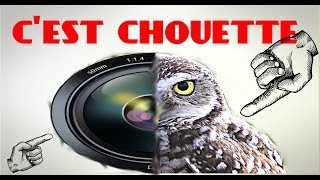 UN RAPACE CHOUETTE chouette chevêche [upl. by Beck]