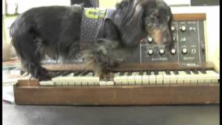 Wiener Dog On A Minimoog  Rhymes with vogue [upl. by Malcah]