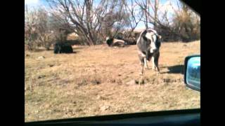 Buhl Idaho Livestock Piedmontese Cattle at the Rio Hondo Ranch Its No Bull [upl. by Naggem]