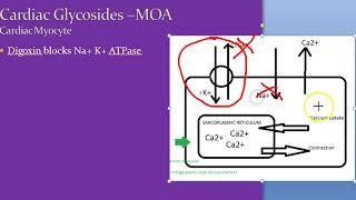 Pharmacology 577 a Cardiac Glycosides Digoxin Digitalis Mechanism Of Action ECG Heart Failure Drugs [upl. by Rilda]