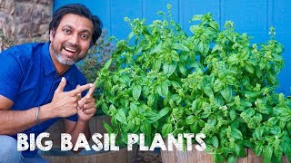 5 Tips to Grow Big Bushy Basil Plants [upl. by Refynnej]