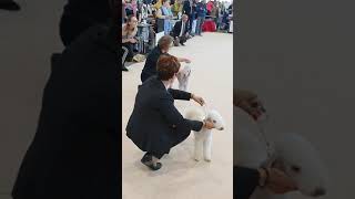 World Dog Show 2021 Brno  Best Of Breed [upl. by Placidia82]