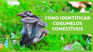 13 COGUMELOS COMESTÍVEIS 🍄 Como identificálos [upl. by Sabelle]