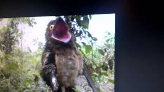 Potoo Bird call [upl. by Ruggiero377]