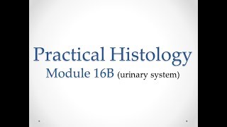 Practical Histology  Module 16B Urinary system  Assessment [upl. by Ardiedal]