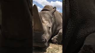 SOUND ON for rhino munching 🔊🦏 [upl. by Audry]