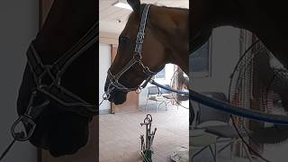 말발굽 복원하기 1분안에 보여드림 horse farrier satisfying animals [upl. by Herzog]