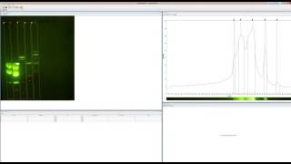 GelAnalyzer Tutorial  Quick Gel Electrophoresis Analysis [upl. by Zea]