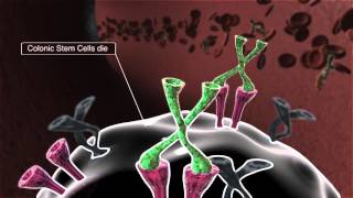 Circulating Hormones Control Gut Stem Cells in Diabetes [upl. by Aihgn399]