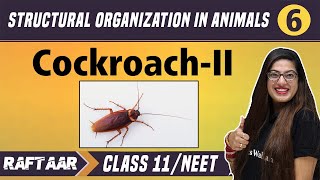 Structural Organization in Animals 06  CockroachII  Class 11NEET  RAFTAAR [upl. by Denver499]