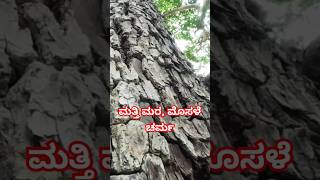 Terminalia Elliptica bark ಮತ್ತಿ ಮರ ಹಾಗೂ crocodile skin [upl. by Stanislaw]