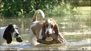 Basset Hounds Playing in Water [upl. by Eliezer]