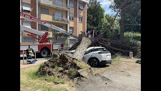 Nizza Monferrato 3 giugno 2024  Albero caduto in via FiumeVia Valle San Giovanni vicino lUnes [upl. by Keeton642]