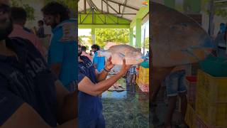 we got a parrot fish in harbour its very delicious to eatfishingvideos parrotfish delicious [upl. by Marcia310]