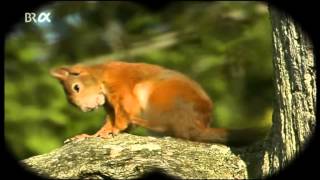 Lebensgem Wald Nahrungsbeziehungen Stoffkreislaeufe [upl. by Lilith]