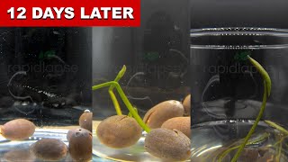 Growing Lotus From Seed 12 Days Time Lapse [upl. by Eatnom]