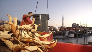 Commercial Dungeness crab season delayed Heres why and when it might start [upl. by Joelly]