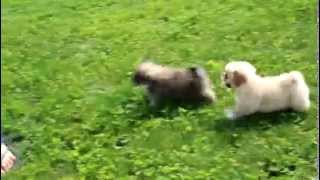 Pekingese Puppies For Sale [upl. by Vick243]