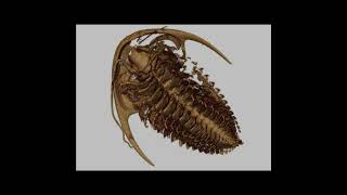 508MillionYearOld Trilobite Fossils Unveil New Features [upl. by Ledniahs]