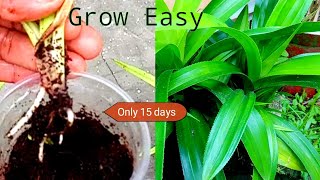 How To Grow Pandan Plant From Cutting   Pandanus Growing  Pandanus Amaryllifolius  Fancy Sudins [upl. by Clift]