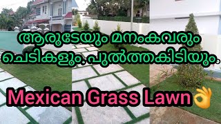 ആരുടേയും മനം കവരും ചെടികളും പുൽത്തകിടിയും Mexican Grass Lawn 👌🌱 [upl. by Eniaj56]