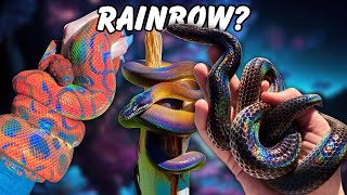 Amazing RAINBOW SNAKES And the Science behind Them [upl. by Aniroz]