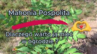 Mahonia Pospolita  powody dla których warto ją mieć w ogrodzie [upl. by Annovoj851]