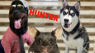 Roxy Cheeni The Mouse 🐁 Hunter Dog Can Talk Part 141  Husky  Rottweiler  Review reloaded [upl. by Ahsilek201]