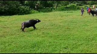 Bullfights Goa  Traditional Dhirio Sport  Goan Dhirio Sport [upl. by Elodia704]