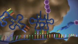 Biologia Dal DNA alla proteina in 3D [upl. by Polky429]