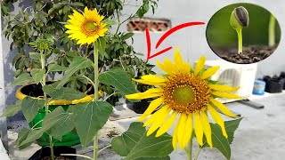 How To Grow Sunflower From Seeds in Pots  Easy Tips to Gardening [upl. by Sabino737]