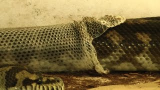 Carpet Python Perfect Shed [upl. by Imaon935]