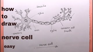 How TO Draw Neuron EasyDraw Nerve Cell Step By Step [upl. by Felecia]