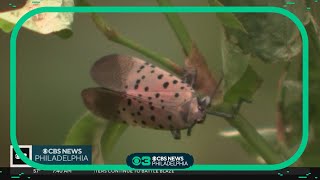 What kills spotted lanternflies Researchers making progress in getting invasive bug under control [upl. by Emad]