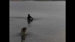 Advanced Degenerative Myelopathy Swim Therapy [upl. by Auhsohey]