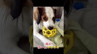 歯！！！kooikerhondje dog コーイケルホンディエ 大谷翔平 大谷の犬 デコピン 犬のいる暮らし [upl. by Ann]