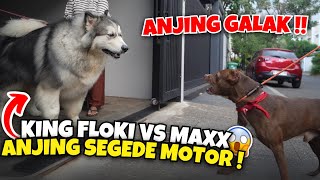 FLOKI VS ANJING ALASKAN ‼️ ANJING GALAK SEGEDE MOTOR [upl. by Binetta]