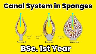 Canal system in porifera  Canal system in Sponges  BSc 1st year Phylum porifera [upl. by Naanac]