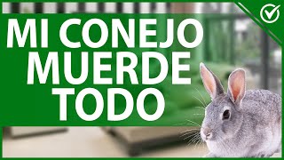 🐇 Mi Conejo Rompe y Muerde Todo ¿Cómo Hacer que Deje de Hacerlo 🐇😬 [upl. by Sclater]