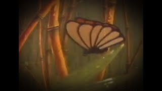 Johnny Stimson  Butterflies Official Lyric Video [upl. by Signe]