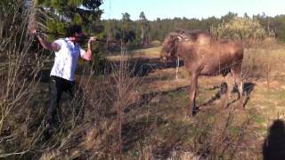 man vs moose in sweden the original [upl. by Risser]