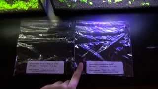 Part 1 How To Hatch Non Annual Killifish Species [upl. by Gasper708]