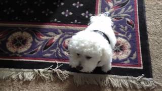 Cute bichon frise a crying like a baby [upl. by Analah]