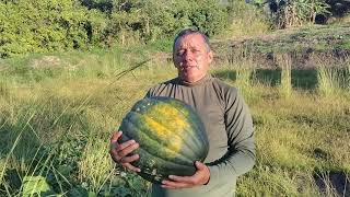 como cultivar Auyama Gigante  calabaza Cucúrbita moschata [upl. by Ardnik]