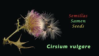 Discharging seeds • Cirsium vulgare •Time lapse • trilingual • 4K [upl. by Levana]