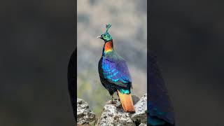 Himalayan Monal Lophophorus impejanus  Observed in Description [upl. by Descombes]