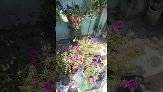 Flowering on💯 terrace garden shorts Nature Naturenmvlog [upl. by Nide]