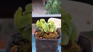 Kantung Semar imut Nepenthes truncata small [upl. by Lovel]