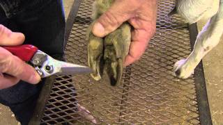 How to Trim Goat Hooves [upl. by Madelina968]